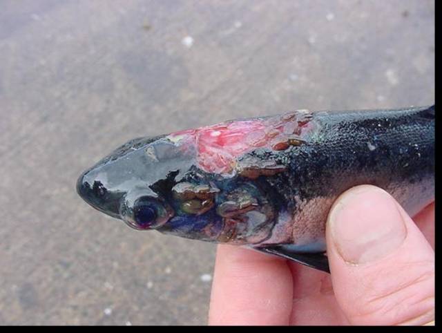 01-22-05 sea lice head shot.jpg